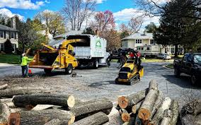 How Our Tree Care Process Works  in Bradford Woods, PA